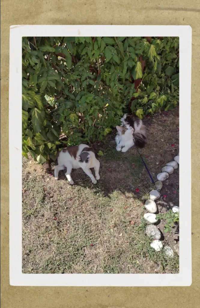 Condolence image of Corinna mit Emma, Jengi, Pummelchen und anderen Sternleine im Herzen