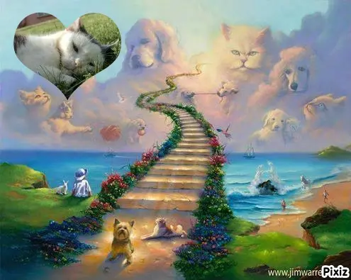 Condolence image of Tanja mit Timmy im Herzen 