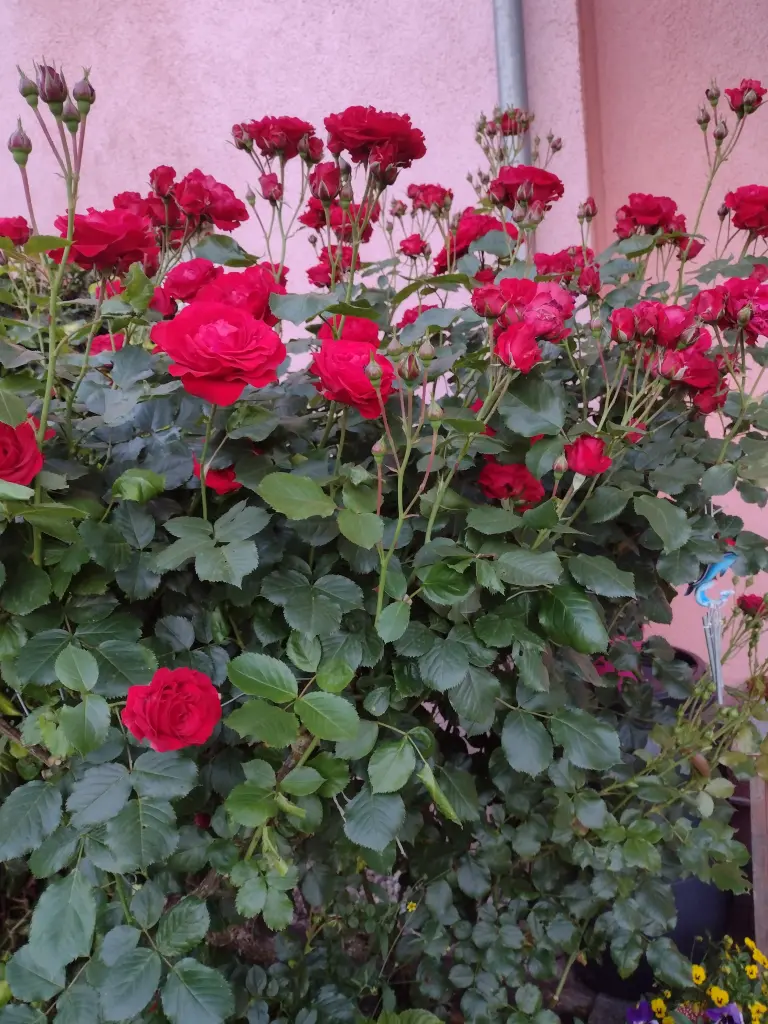 Condolence image of Corinna mit Emma, Jengi, Pummelchen und anderen Sternleine im Herzen