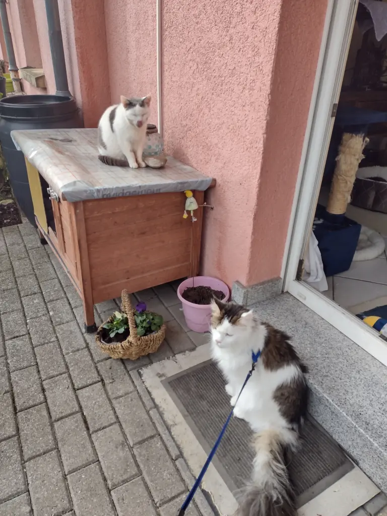 Condolence image of Corinna mit Emma, Jengi, Pummelchen und anderen Sternleine im Herzen