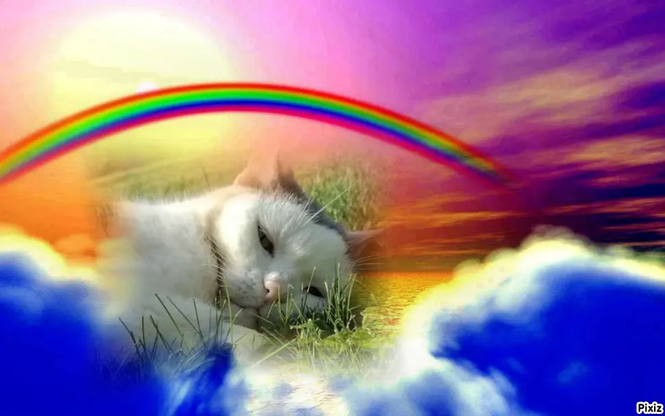 Condolence image of Tanja mit Timmy im Herzen 