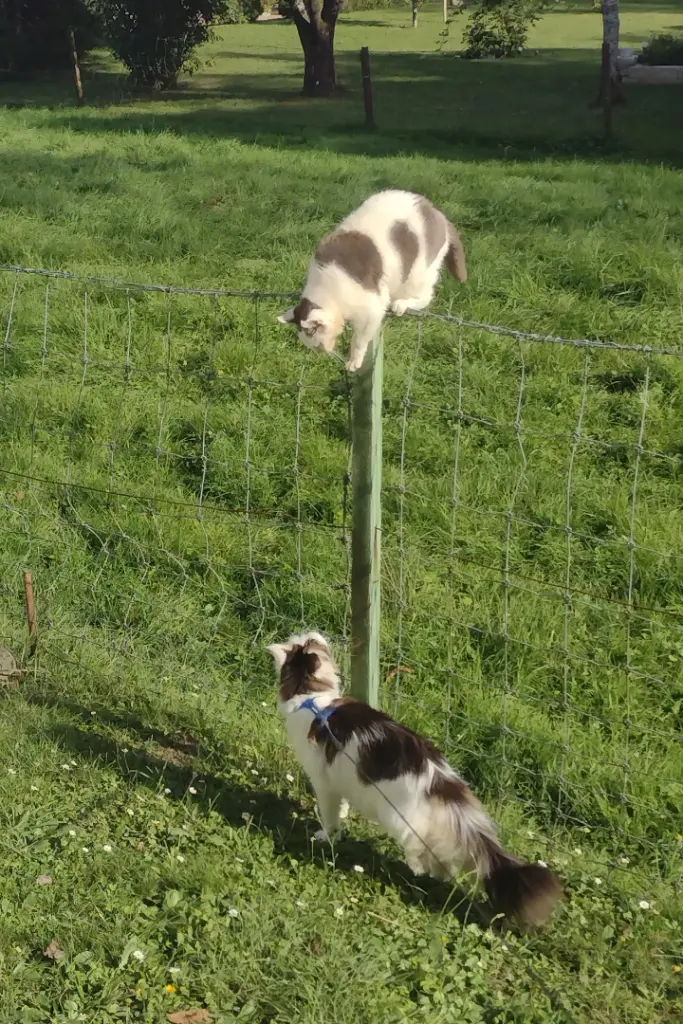 Condolence image of Mama ❤️