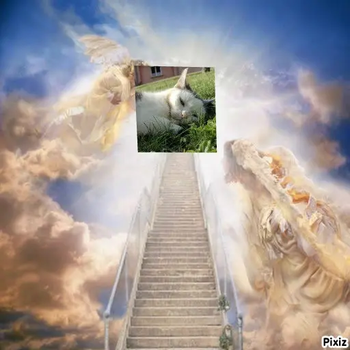 Condolence image of Tanja mit Timmy im Herzen 