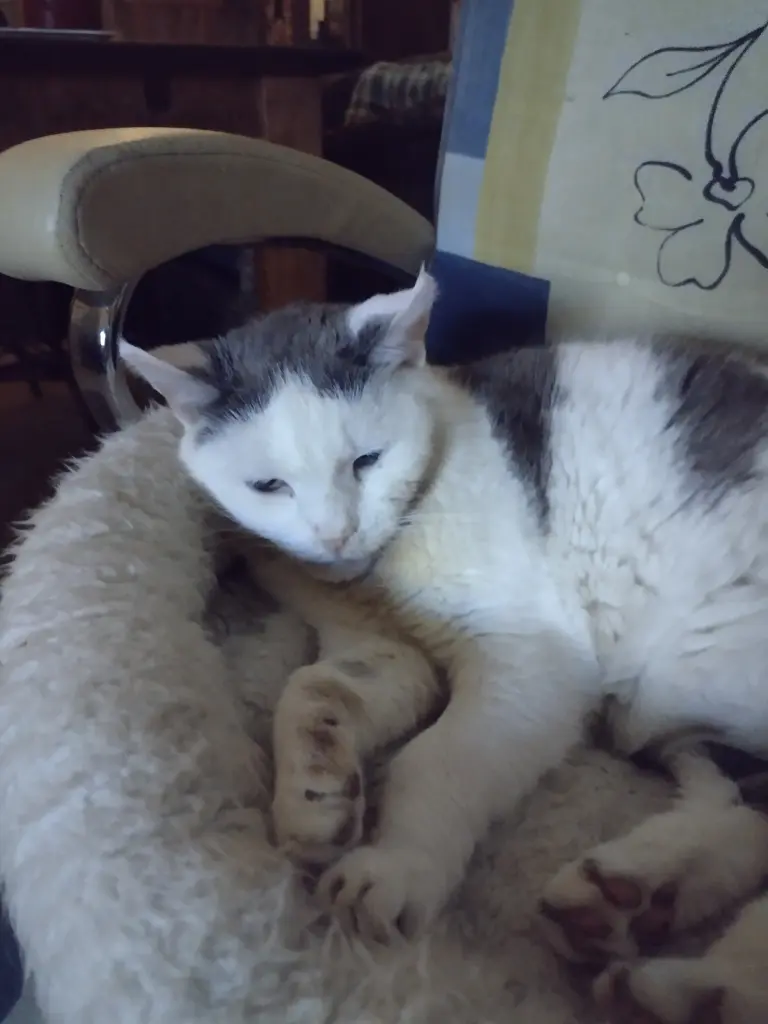 Condolence image of Corinna mit Emma, Jengi, Pummelchen und anderen Sternleine im Herzen