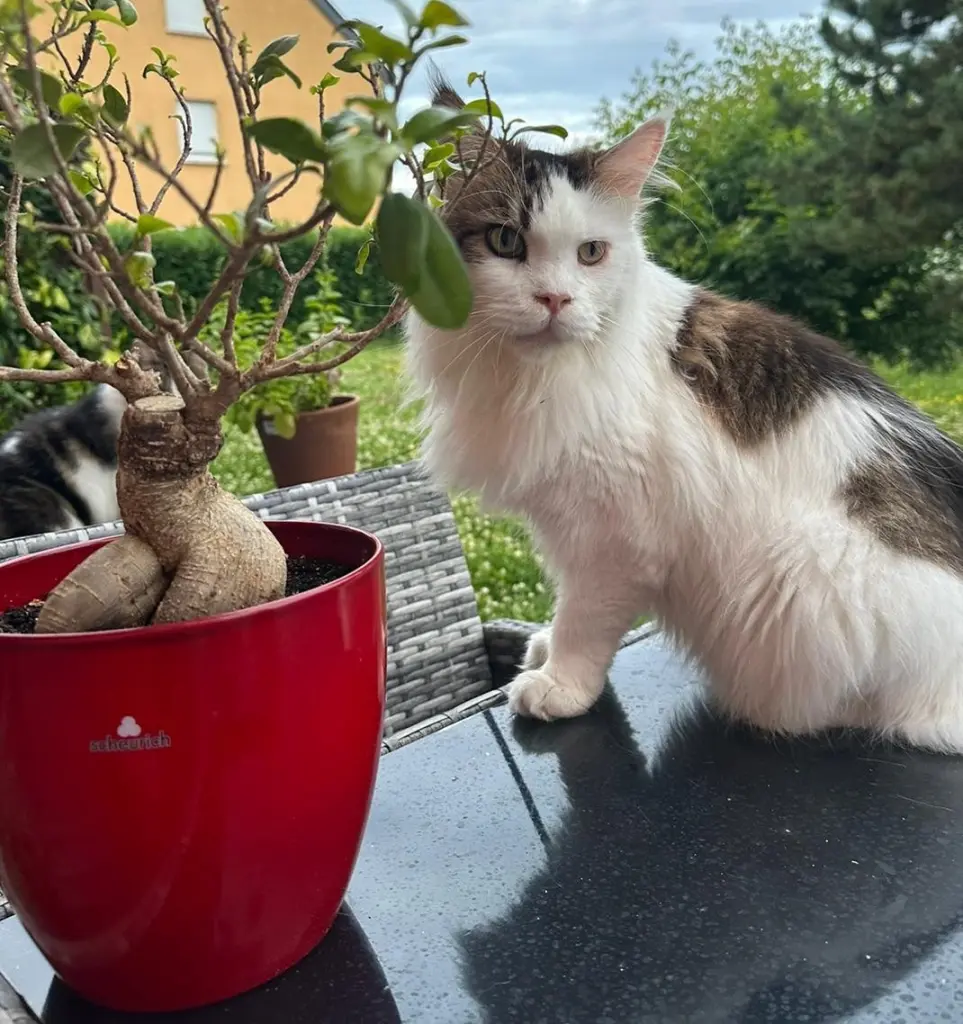 Condolence image of Corinna mit Emma, Jengi, Pummelchen und anderen Sternleine im Herzen