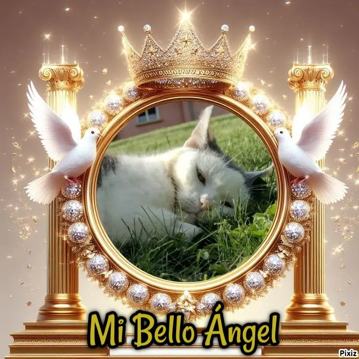 Condolence image of Tanja mit Timmy im Herzen 