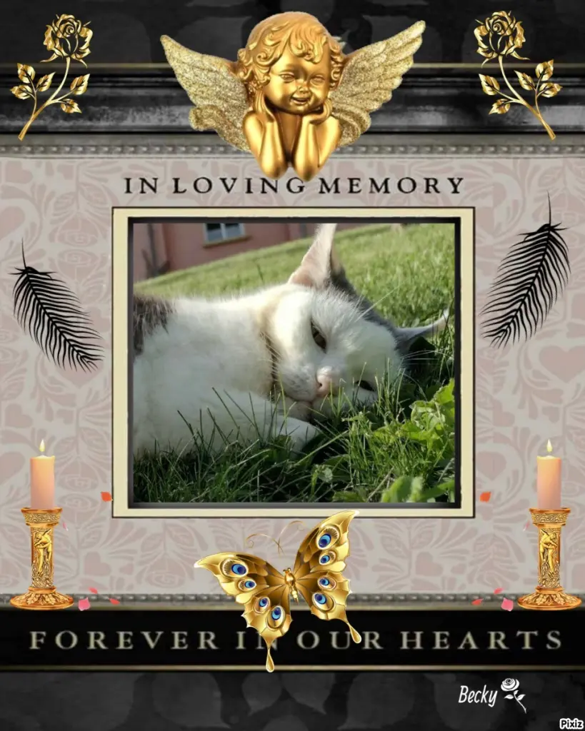 Condolence image of Tanja mit Timmy im Herzen 