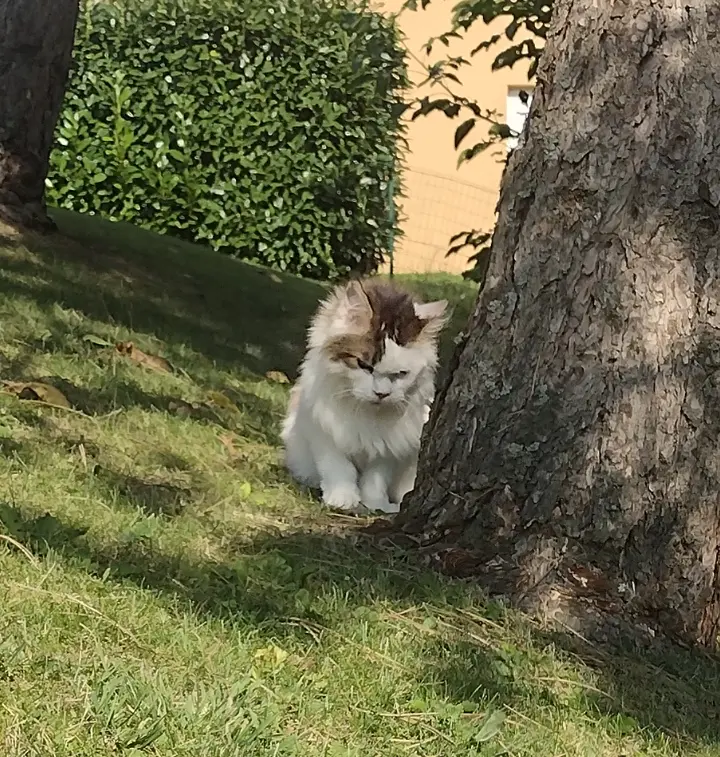 Condolence image of Mama ❤️