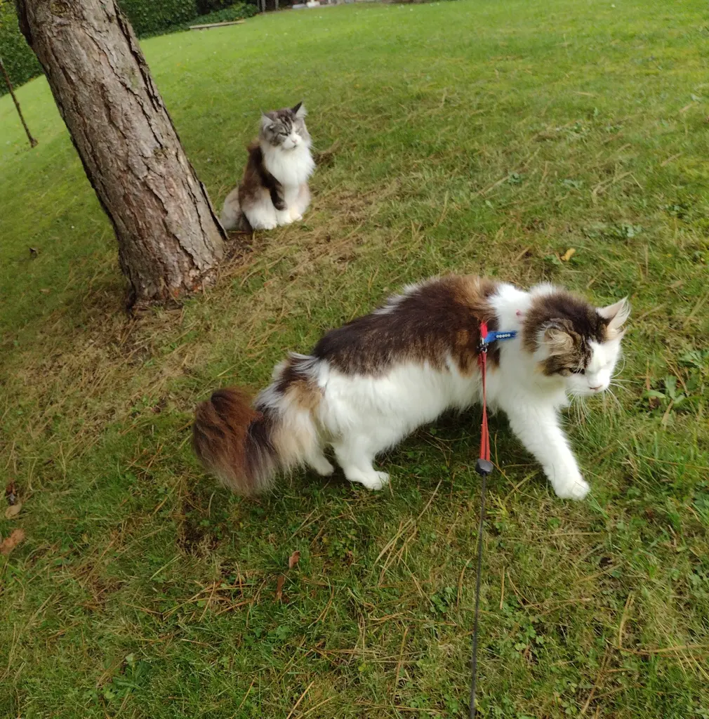 Condolence image of Mama ❤️