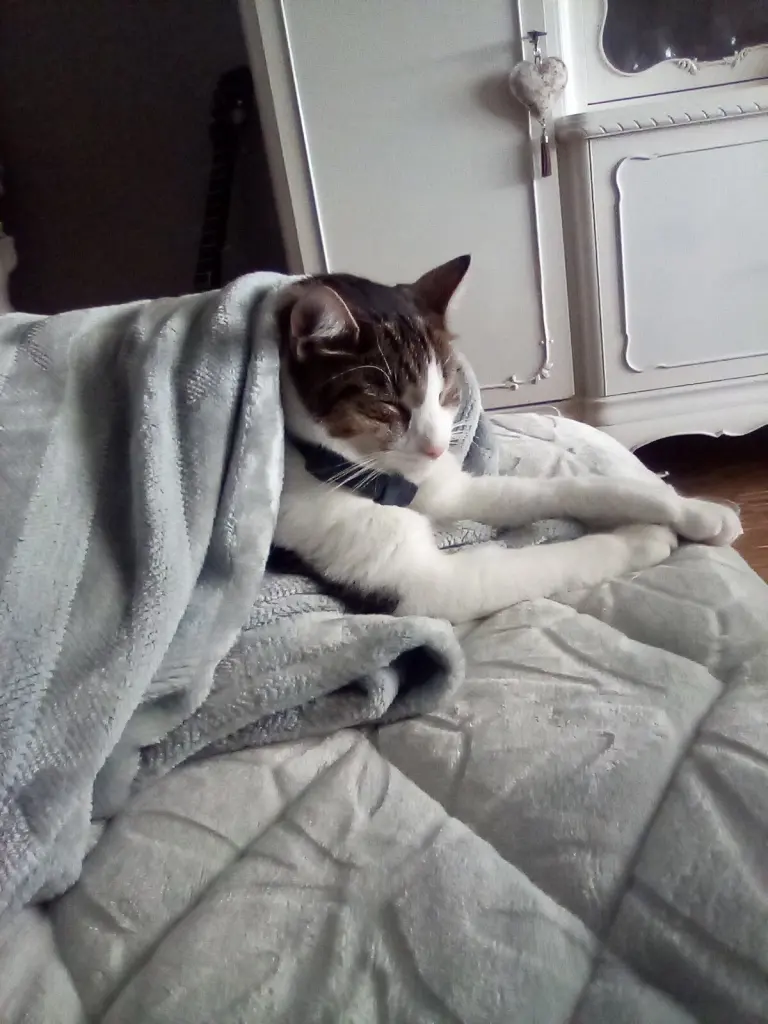 Condolence image of Beate mit Elvis im Herzen ❤