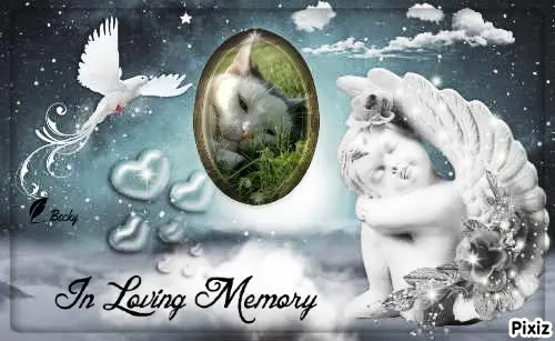 Condolence image of Tanja mit Timmy im Herzen 