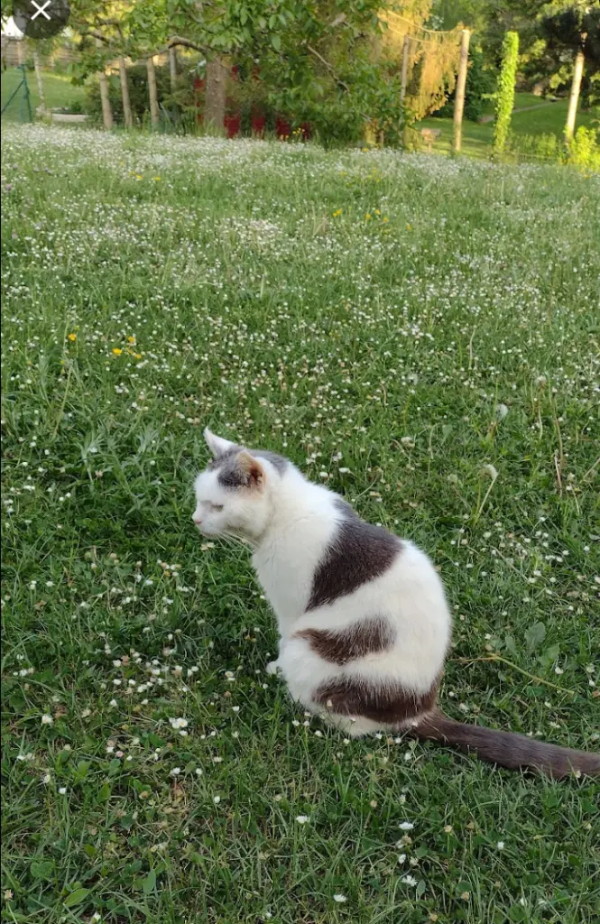 Condolence image of Corinna mit Emma, Vinni-Ved, Jengi, Blacky, Pummelchen und anderen Sternleine im Herzen