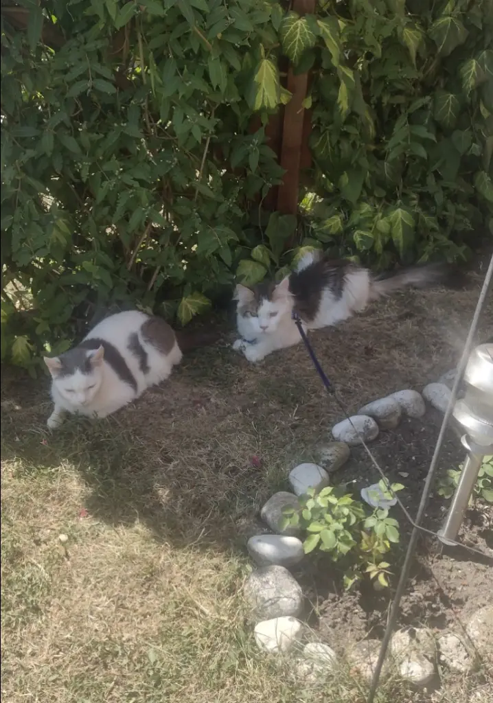 Condolence image of Mama ❤️