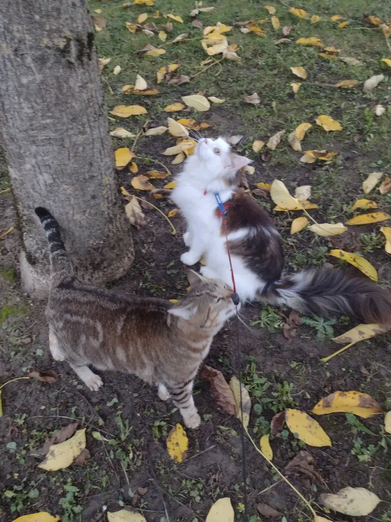 Condolence image of Mama ❤️