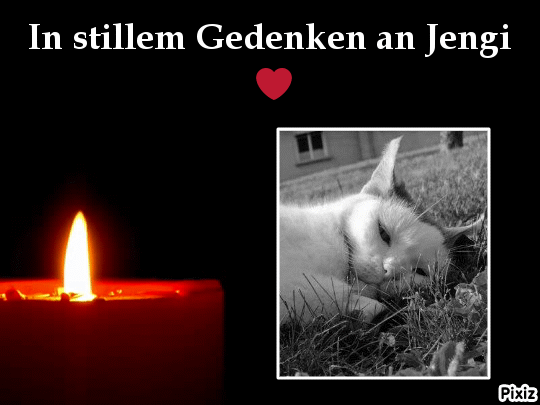 Condolence image of Tanja mit Timmy im Herzen 