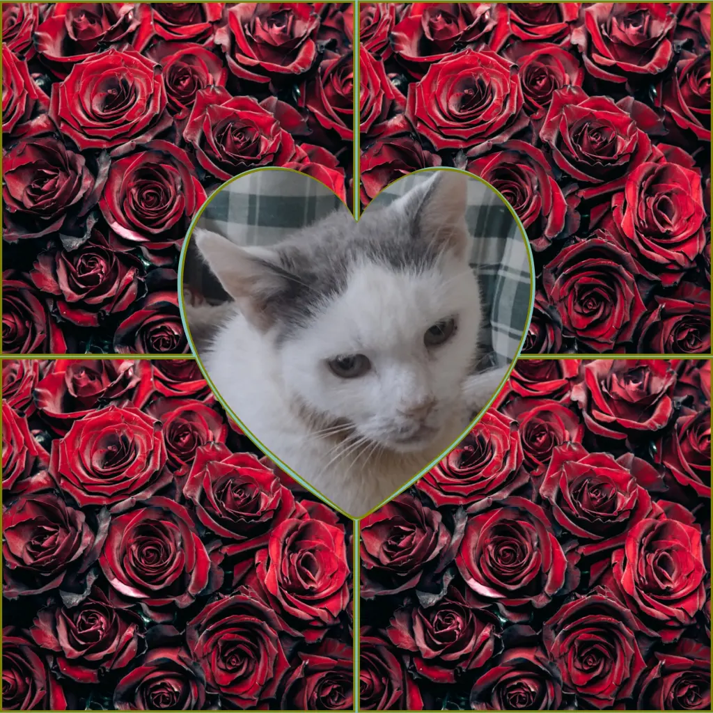 Condolence image of Mama mit Jengi im ❤️