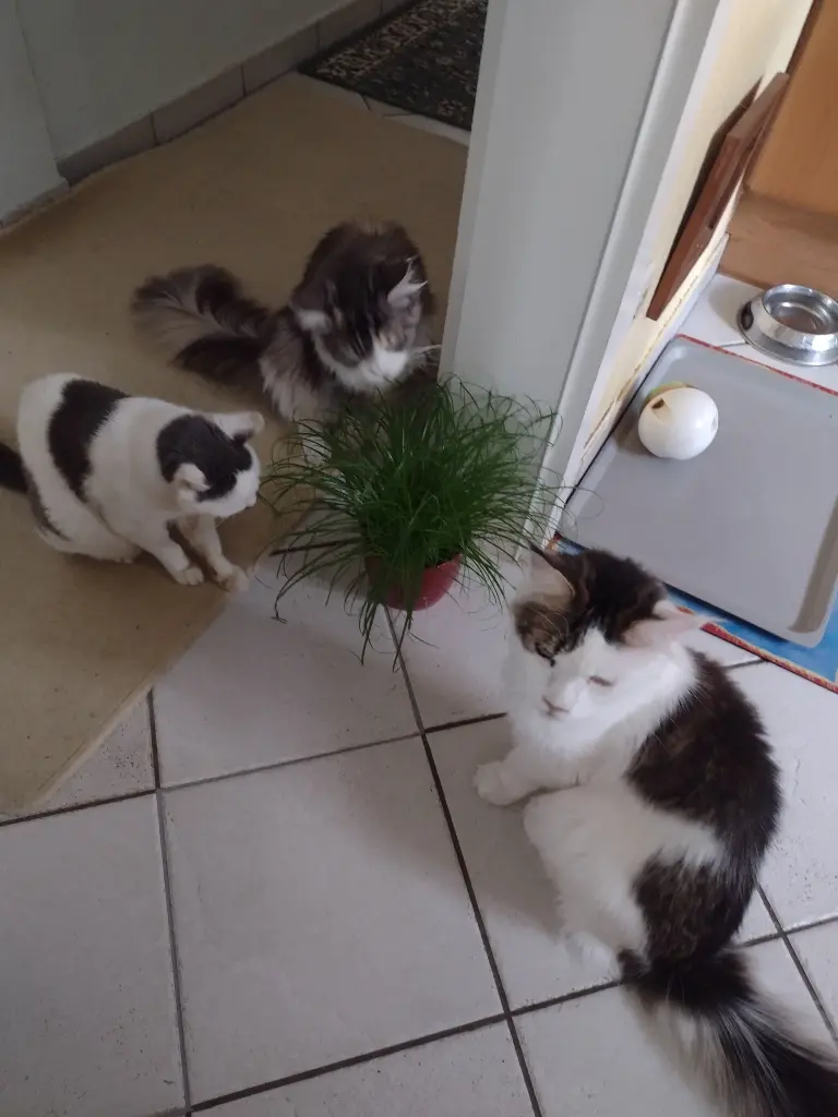 Condolence image of Mama ❤️