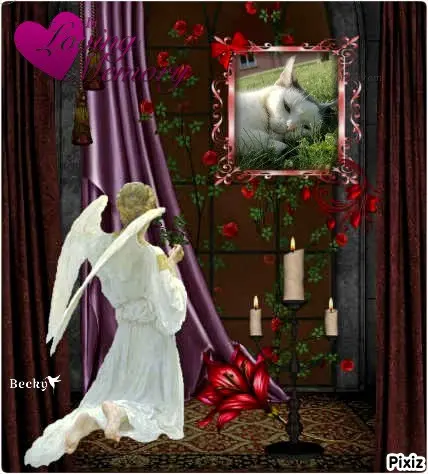 Condolence image of Tanja mit Timmy im Herzen 