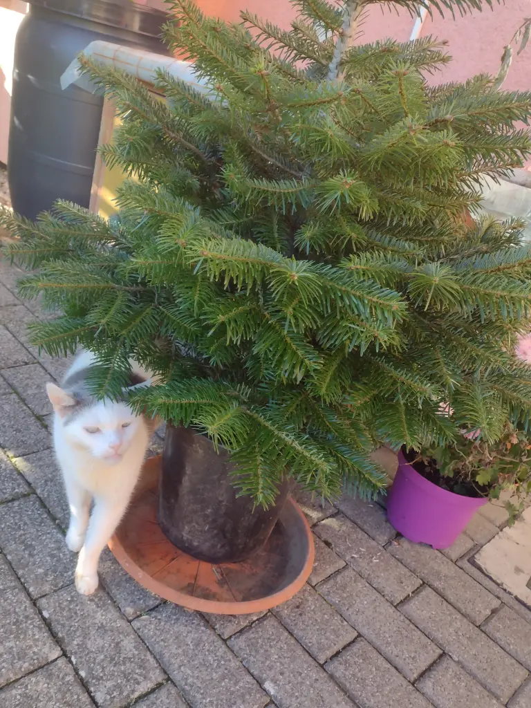 Condolence image of Mama ❤️