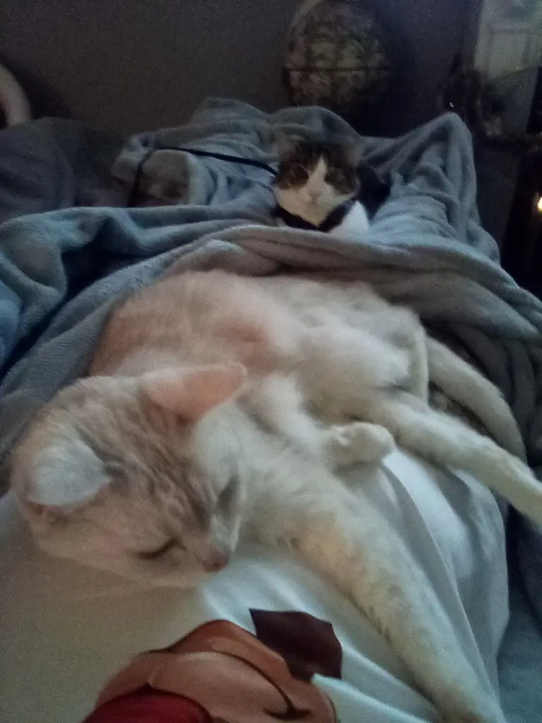 Condolence image of  Beate mit Elvis im Herzen ❤