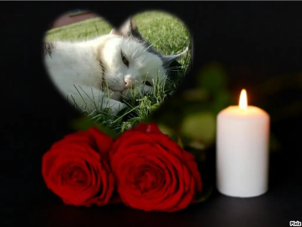 Condolence image of Tanja mit Timmy im Herzen 