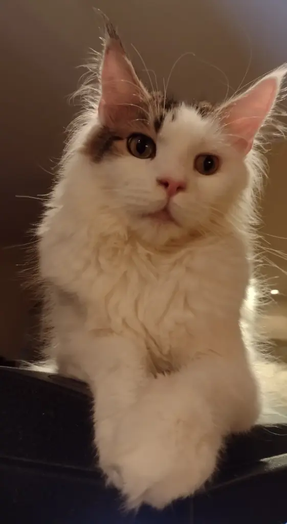 Condolence image of Mama ❤️