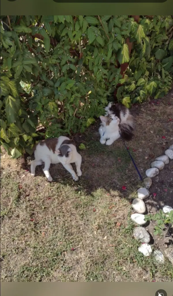 Condolence image of Mama ❤️