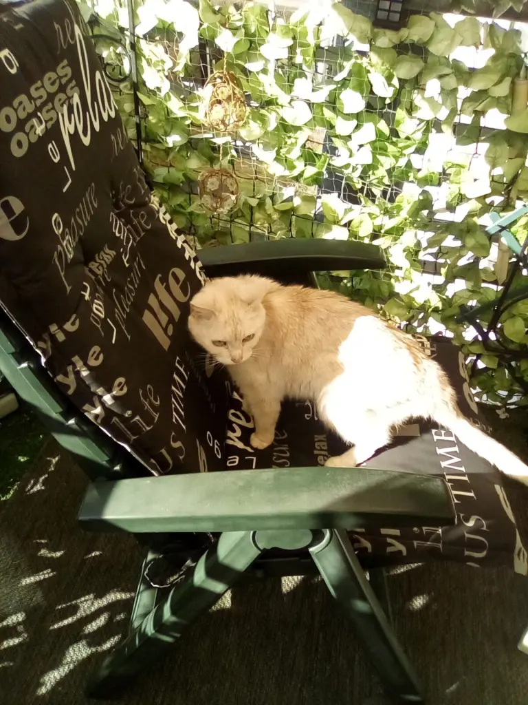 Condolence image of Beate mit Elvis im Herzen ❤