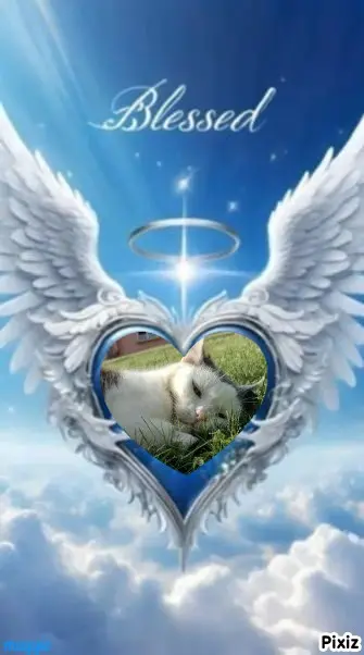 Condolence image of Tanja mit Timmy im Herzen 