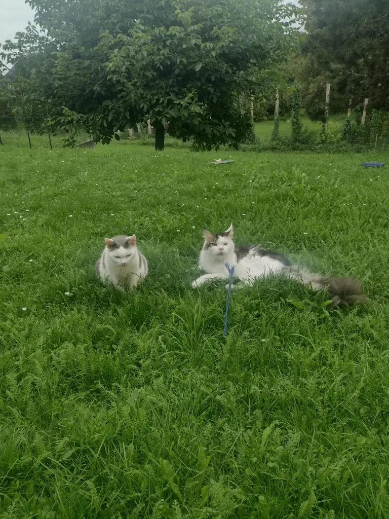 Condolence image of Mama ❤️