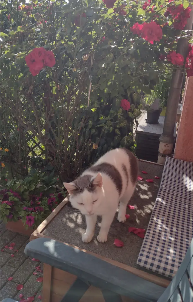 Condolence image of Mama ❤️