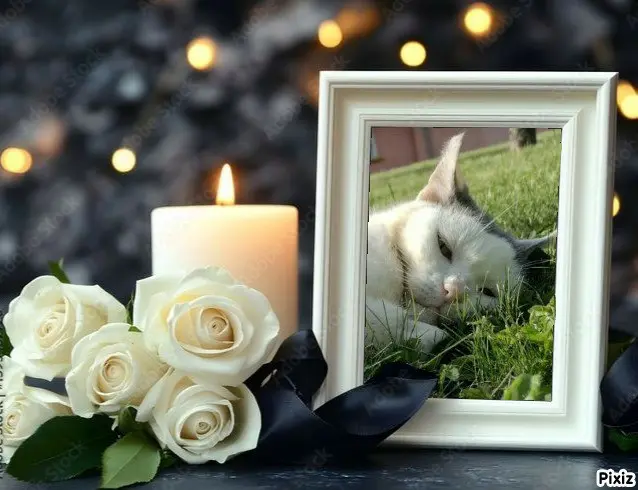 Condolence image of Tanja mit Timmy im Herzen 