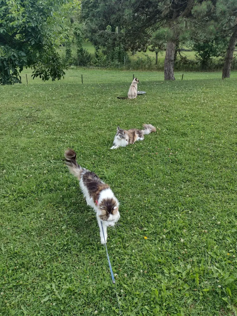 Condolence image of Mama❤️