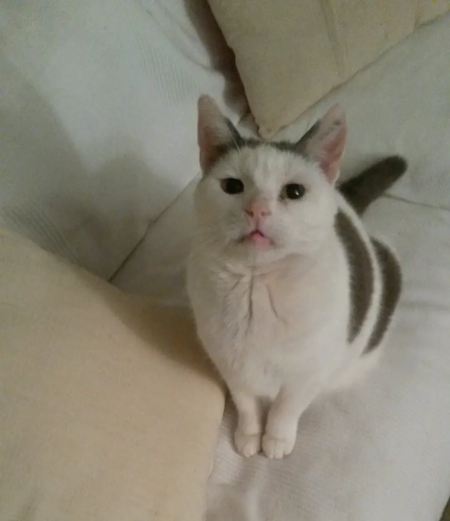 Condolence image of Mama Corinna❤️