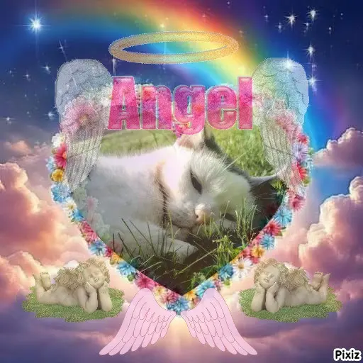 Condolence image of Tanja mit Timmy im Herzen 