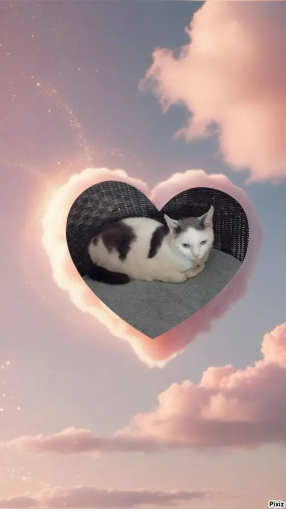 Condolence image of Tanja mit Timmy im ❤