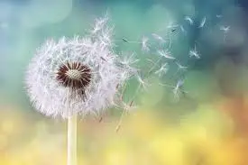 Condolence image of für Jengi ♥ und Corinna