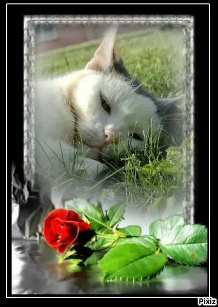 Condolence image of Tanja mit Timmy im 💘