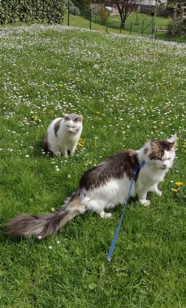 Condolence image of Mama ❤️