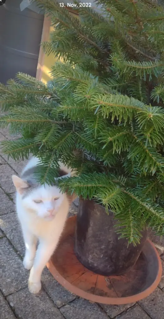 Condolence image of Mama ❤️