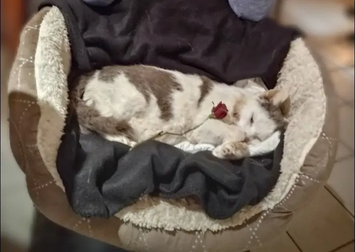 Condolence image of Mama ❤️