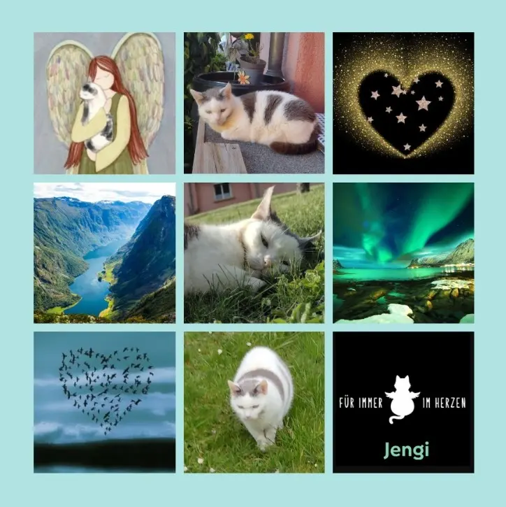 Condolence image of Ein Meer an Rosen für Jengi zum 2. Sternchengedenktag