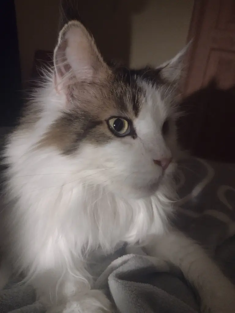 Condolence image of Mama❤️