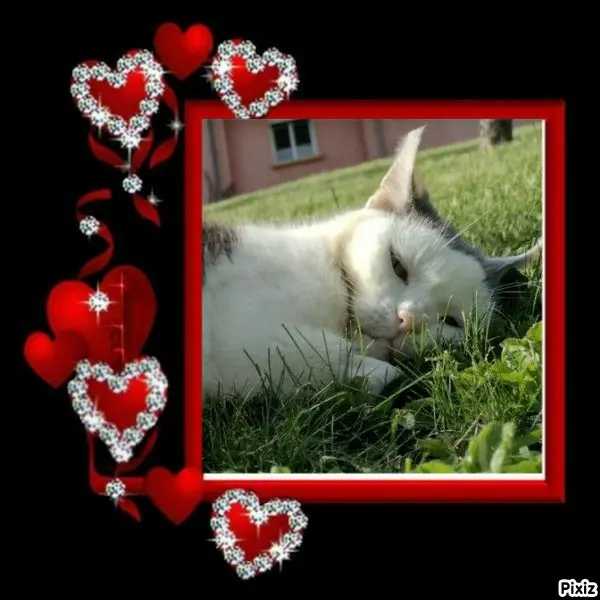 Condolence image of Tanja mit Timmy im 💘🐈🐾