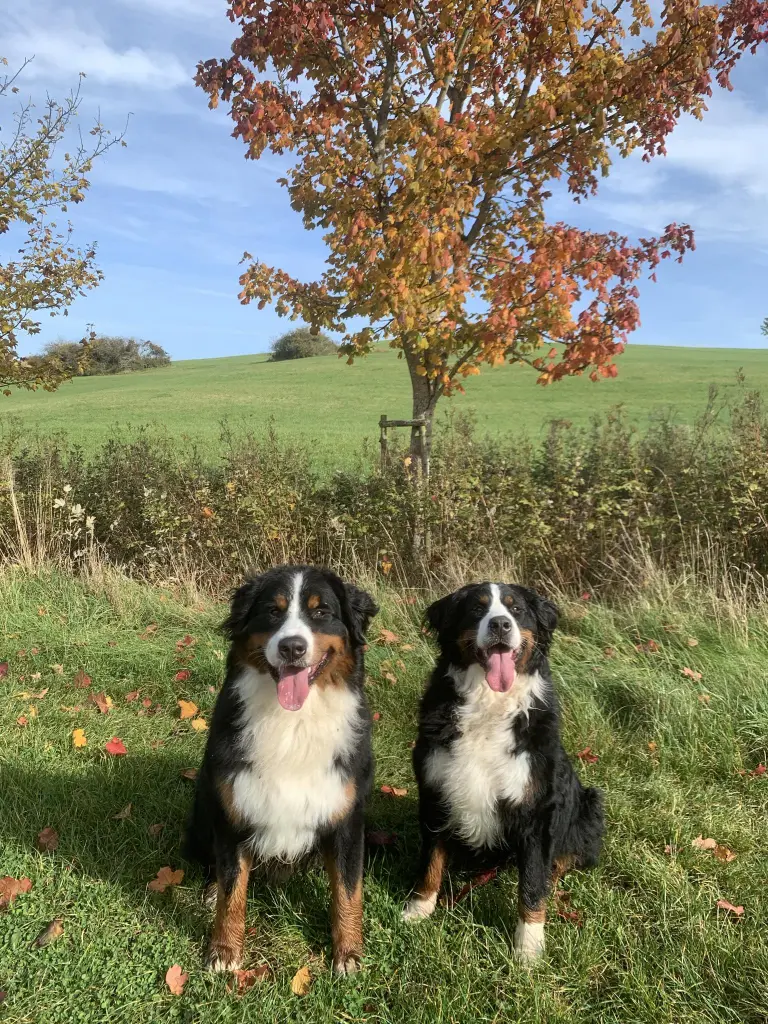 Andachtsbild von Simone und die Berner vom Geildorfer Bach