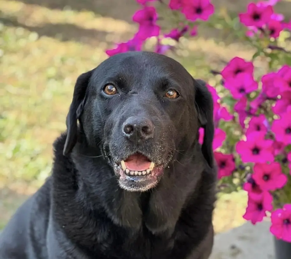 Andachtsbild von Angela