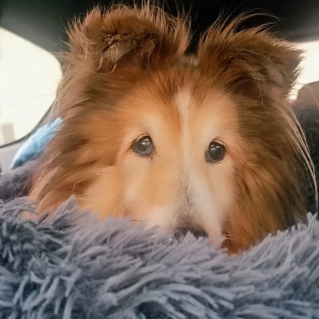 Condolence image of Conny & Gizmo