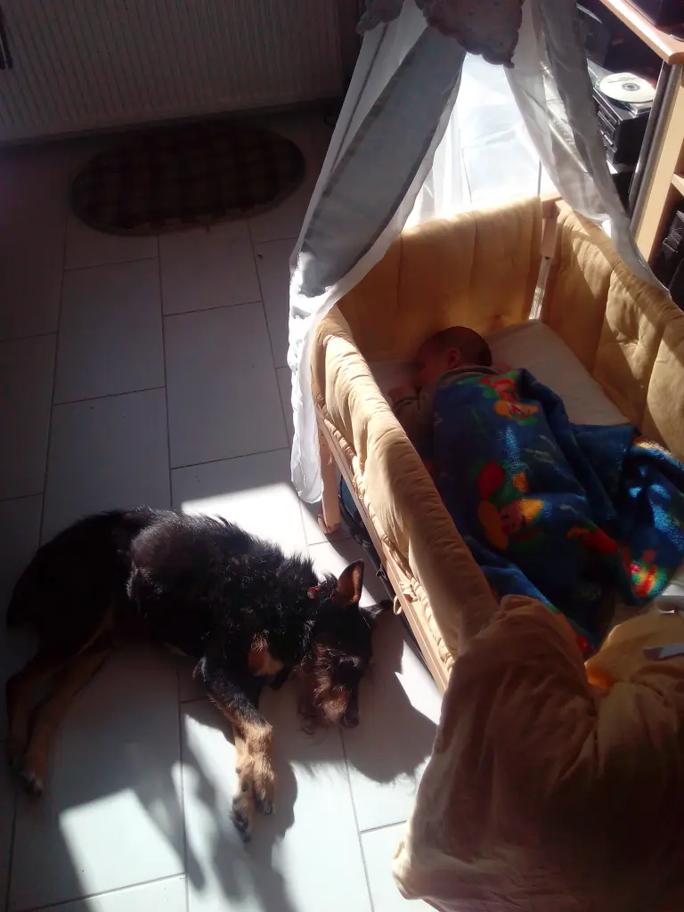 Image from Timmi