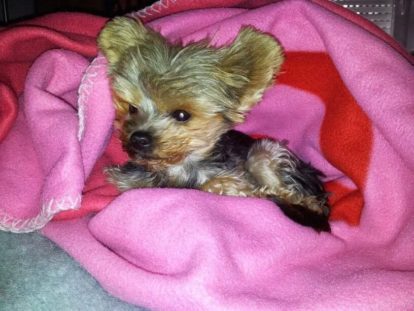 Image from Molly
