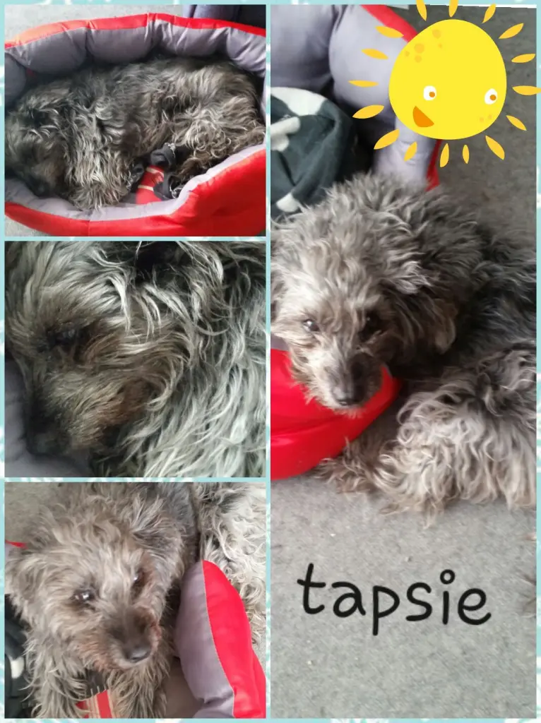 Image from Tapsie
